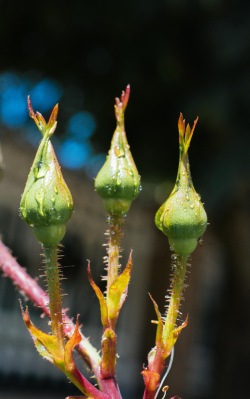 พืชมีพิษในประเทศไทย